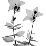 Five Principles You Can’t Do Without in Therapy Sessions